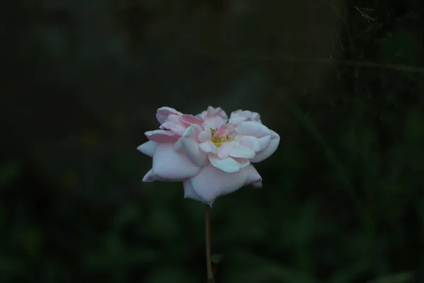 Arka Plandaki Gül Çiçeği Gül Bahçesindeki Pembe Güller Bulanık Doğa — Stok fotoğraf