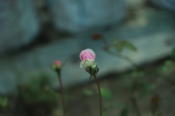 Нежная Розовая Роза Зеленом Фоне Крупным Планом Ярко Красный Цветок — стоковое фото