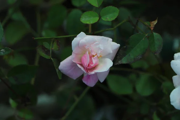 玫瑰的白色粉红色泽在玫瑰园中呈复古风格 高质量的照片 — 图库照片