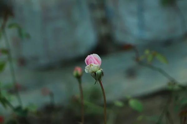 柔和的粉色玫瑰在绿色的背景上近距离拍摄 明亮的红玫瑰背景图案 玫瑰花蕾上有晨露 招标花园背景 — 图库照片