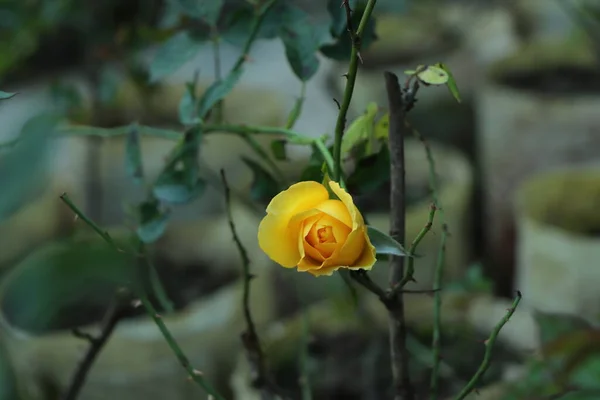 Квітка Жовтої Троянди Літній Сад Жовті Троянди Поверхневою Глибиною Прекрасна — стокове фото