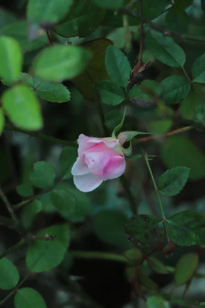 Růže Květ Růžích Zahrada Rozmazané Růže Pozadí — Stock fotografie