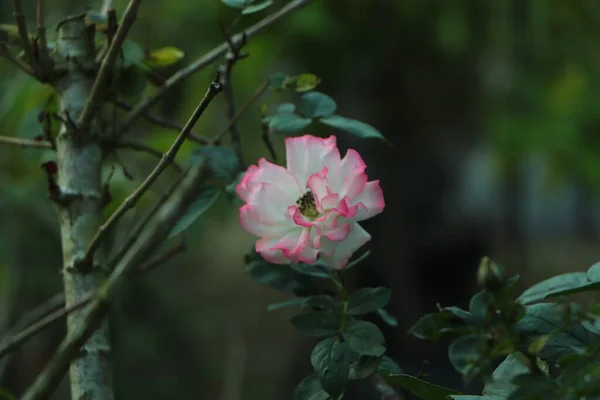 Ranunculus Fleurs Roses Fond Gros Plan — Photo