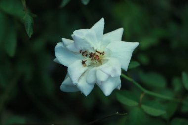 Sabahın köründe beyaz büyük bir gül. Arka planda bulanık yeşil bir bahçede yumuşak bir ışık.