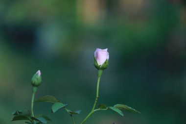 Yeşil arkaplanda pembe bir gül. Yakın çekim. Parlak kırmızı çiçek arkaplan deseni. Üstünde sabah çiği olan gül tomurcuğu. Yumuşak bahçe arkaplanı.