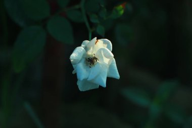 Bahçedeki güzel beyaz gül. Sığ alan derinliği