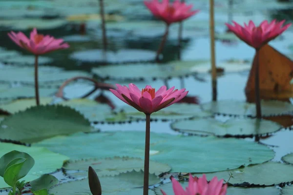 Pink lotuses bloom on an ornamental pond in the garden. Lotus flower Marliacea Rosea or pink water Lily lat. Nymphaea. Floral natural background. Bright sunlight.One flower close-up in selective focus