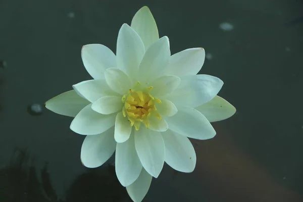 Lótus Branco Com Pólen Amarelo Superfície Lagoa Água Lírio Flor — Fotografia de Stock