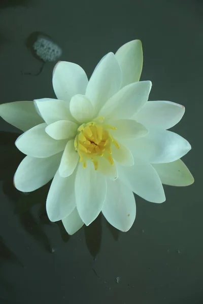 Yellow Lotus Flower Blooming Copy Space — Stock Photo, Image