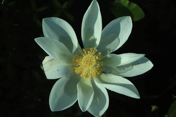 Белый Цветок Лотоса Мягким Утренним Светом Пруду — стоковое фото