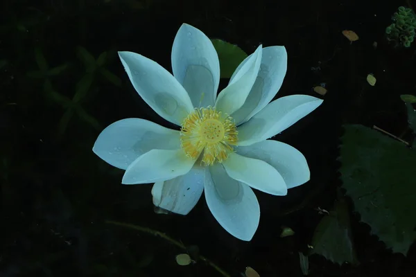 Цветок Лотоса Пруду Рано Утром — стоковое фото