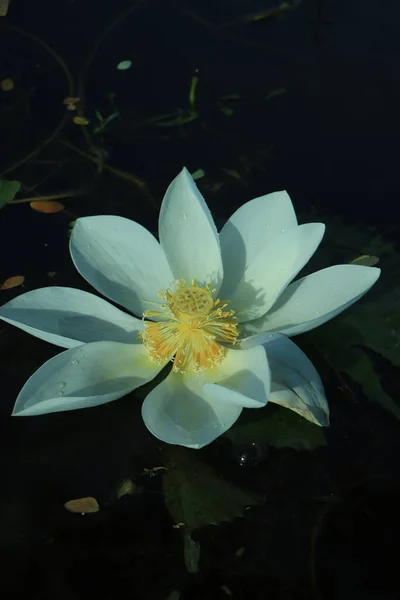 Fleur Lotus Blanc Dans Une Surface Eau Avec Une Lumière — Photo