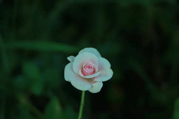 庭に緑の葉を持つ白いバラの花 — ストック写真