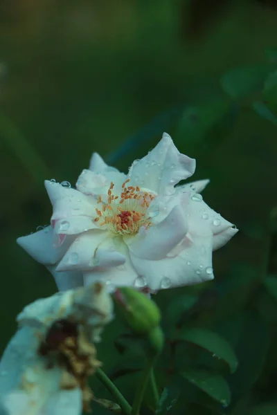 玫瑰的白色粉红色泽在玫瑰园中呈复古风格 高质量的照片 — 图库照片