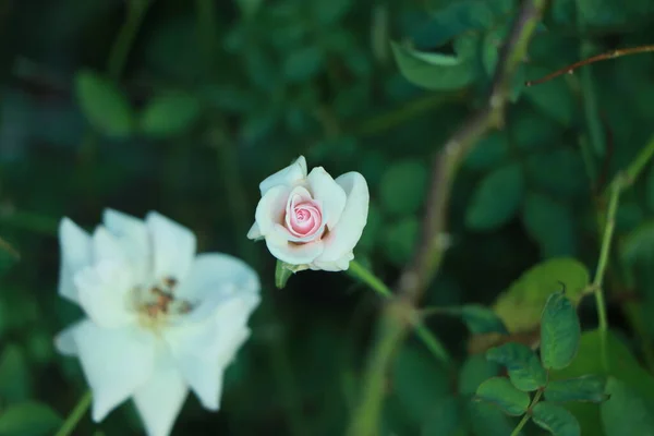 小的白色粉红玫瑰有选择的焦点 玫瑰在花园里盛开 — 图库照片