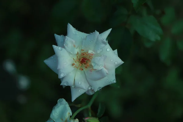 一朵白玫瑰花瓣上的露珠 别墅里的鲜花 — 图库照片