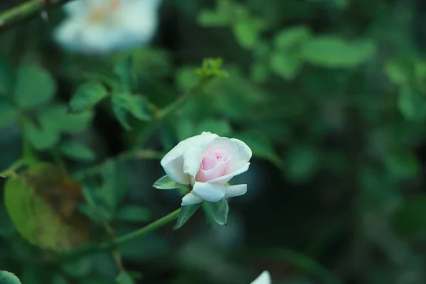 Pembe Beyaz Gül Güzel Yapraklarla Büyüyor — Stok fotoğraf
