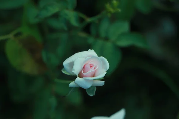 在绿油油模糊的花园里 粉红的玫瑰嫩芽 — 图库照片