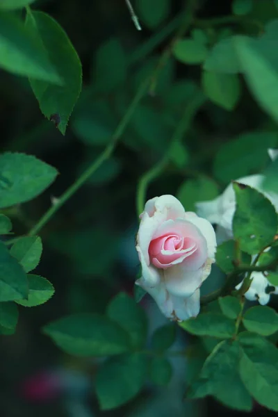 Biała Różowa Róża Zielonym Liściem Tła Selektywną Ostrością Miękkim Światłem — Zdjęcie stockowe