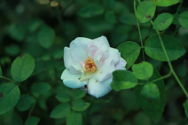 Arka Planda Yeşil Yapraklı Beyaz Gül Çiçeği Seçici Odaklı Yumuşak — Stok fotoğraf