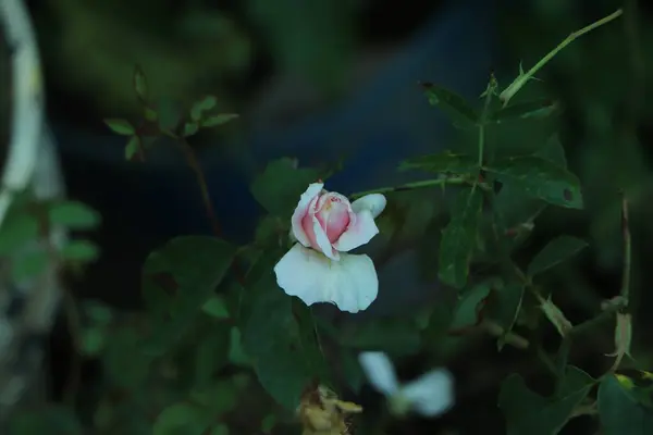 Rosa Floreciente Blanca Bush Cultivando Rosas Montón Hermosas Rosas Florecientes —  Fotos de Stock