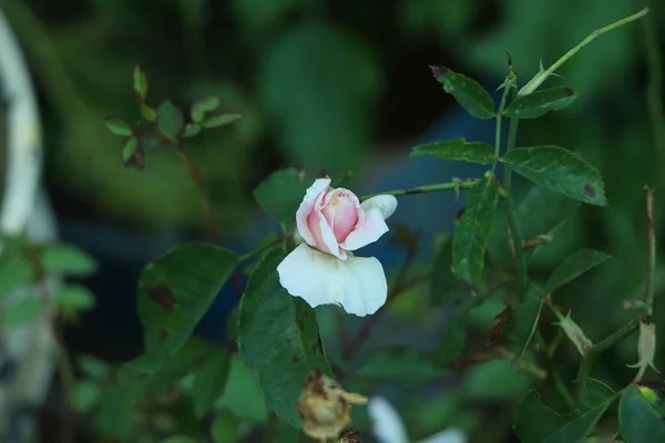 Nahema Blado Różowa Angielska Róża Pełnym Zapachem — Zdjęcie stockowe