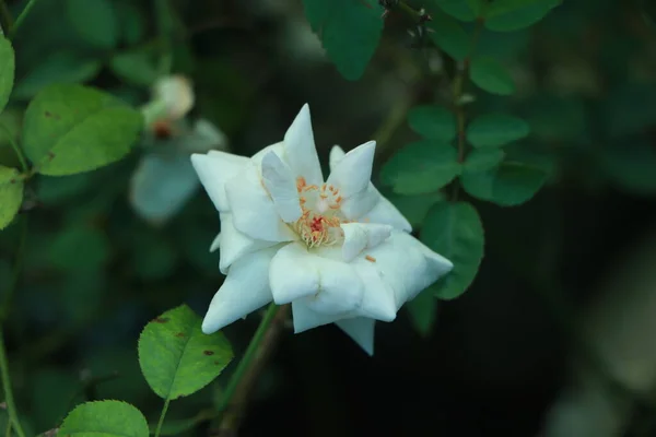 Троянда Біло Рожевого Кольору Трояндовому Саду Стилі Вінтаж Високоякісна Фотографія — стокове фото