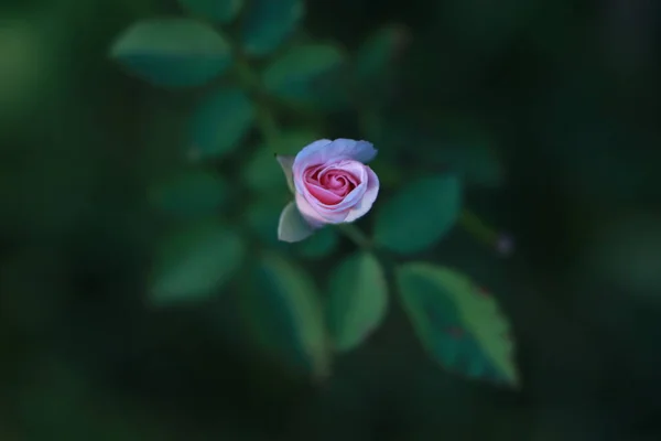 Primo Piano Una Rosa Rosa Uno Sfondo Verde Scuro Foto — Foto Stock