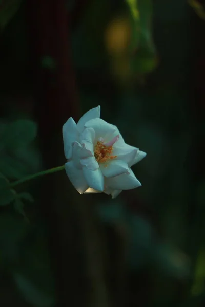 Gül Bahçesinde Gül Rengi Beyaz Pembe Eski Tarz Yüksek Kalite — Stok fotoğraf