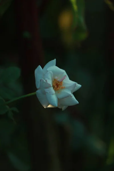 Rosa Colore Bianco Rosa Nel Roseto Stile Vintage Foto Alta — Foto Stock