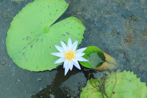 Blue lotus (blue Egyptian lotus or also blue water lily or blue Egyptian water lily), a water lily in the genus Nymphaea. It was known to the Ancient Egyptian civilizations.