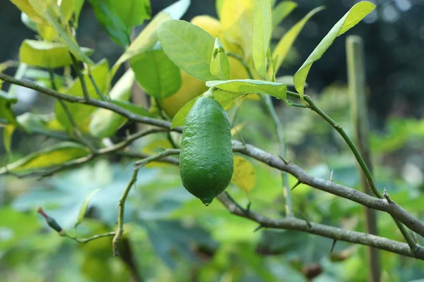 Close up of green lemons grow on the lemon tree in a garden background harvest citrus fruit thailand.