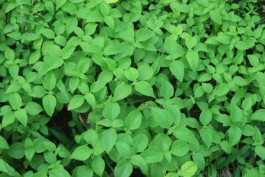 Bahçedeki yeşil yaprağın yakın görüntüsü, koyu duvar kağıdı konsepti, doğa arka planı, tropikal yaprak