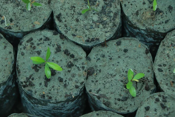 Broto Verde Que Cresce Partir Sementes Solo Orgânico — Fotografia de Stock