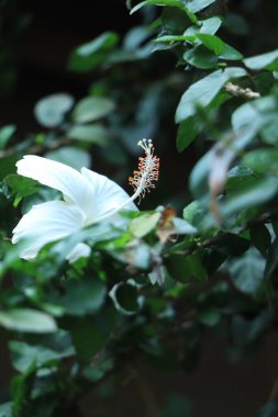 Beyaz Çin amblemi. Hibiscus çiçeği doğada güzeldir. Çin gülü çiçeği yakın plan
