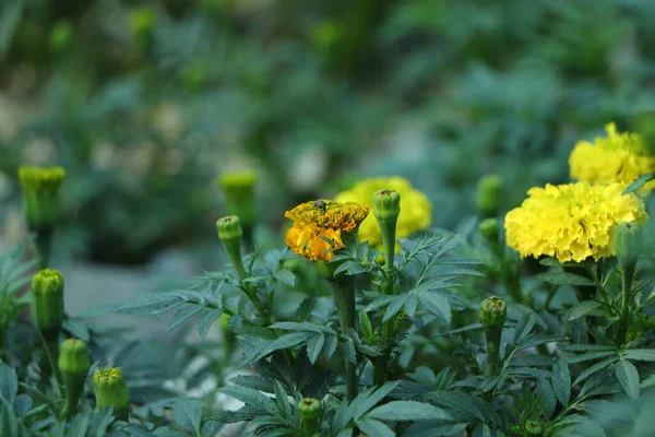 Yellow Marigolds flower (Tagetes erecta, Mexican marigold, Aztec marigold, African marigold)