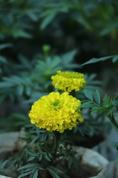 Κίτρινο Λουλούδι Marigold Μεγαλώνει Έναν Κήπο — Φωτογραφία Αρχείου