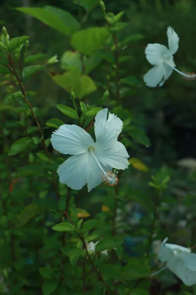 Blisko Biały Kwiat Hibiscus Rosa Sinensis Znany Również Jako Chiński — Zdjęcie stockowe