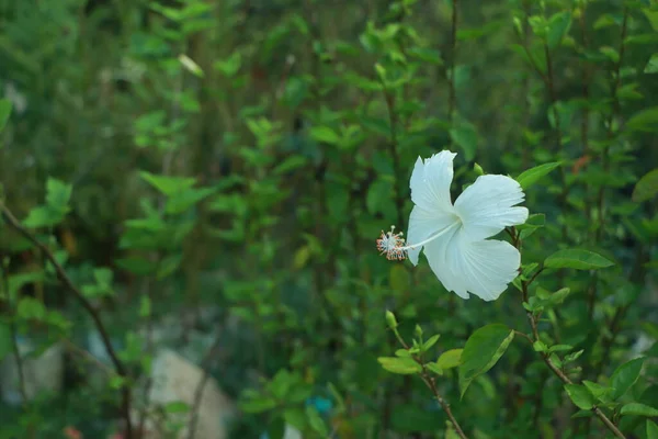 Pojedynczy Biały Kwiat Hibiskusa Chińskiego Hibiscus Rosa Sinensis Zielonym Tle — Zdjęcie stockowe