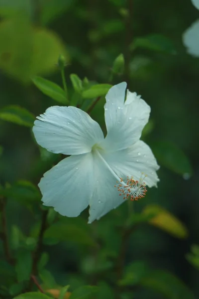 Solteira Flor Branca Pura Hibisco Chinês Hibiscus Rosa Sinensis Sobre — Fotografia de Stock