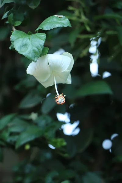 Hibiscus Rosa Sinensis Rodzaj Roślin Rodziny Mallowatych Malvaceae Był Malezyjski — Zdjęcie stockowe