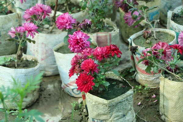 花弁に黄色のセンターと白い先端を持つ濃いピンクの菊の花の束のクローズアップ写真 花公園の菊のパターン ピンク紫色の菊の花のクラスター — ストック写真