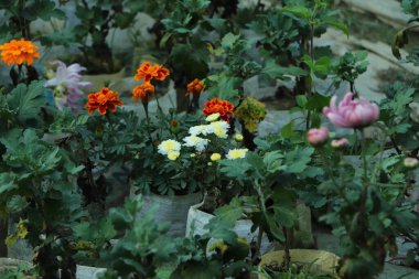 Kasımpatı sarısı, kırmızı, mor çiçek arkaplanı.