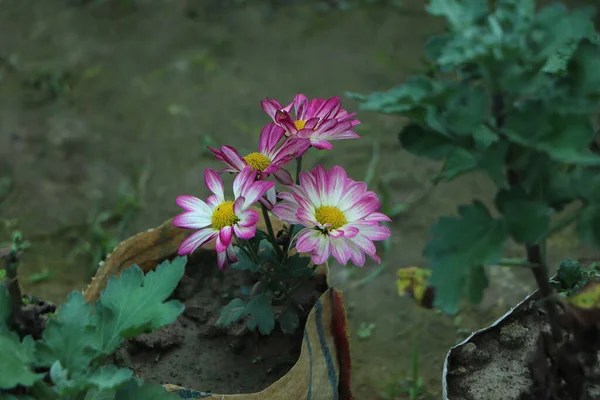 Chryzantemy Ogrodzie Botanicznym Nikitskiego Crimea Kwiaty Chryzantemy Chryzantemy Jesień Chryzantemy — Zdjęcie stockowe