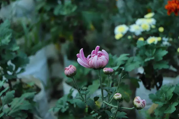 这是一束深红色的菊花的近照 花瓣上有黄色的中心和白色的尖端 花园里的菊花图案 粉红色紫色菊花丛生 — 图库照片