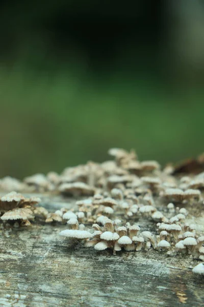 Donker Groen Natuur Gras Blad Wit Herfst Sjabloon Bladeren Plant — Stockfoto