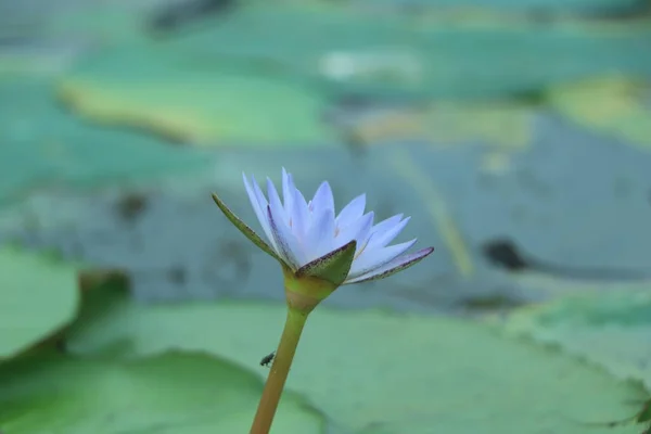 Las Abejas Otros Polinizadores Visitan Las Flores Loto Azul Nymphaea — Foto de Stock