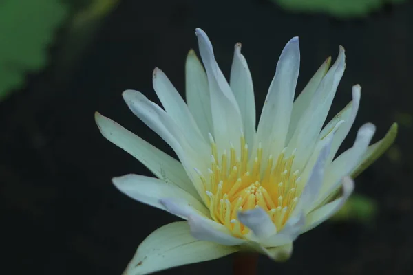 Лотос Водянистый Цветок Пруду — стоковое фото