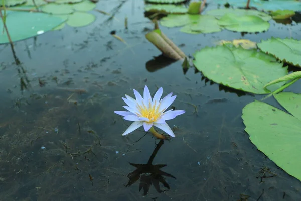 Blue lotus or water lily flower