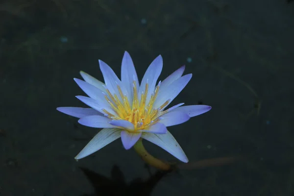 Lotus Bleu Flottant Sur Étang — Photo